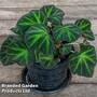 Begonia 'Soli-Mutata'