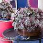 Begonia 'Spacestar Maia'