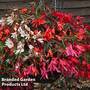 Begonia 'Starshine Mixed'