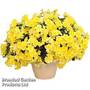 Begonia 'Sunpleasures® Yellow'