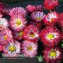 Bellis perennis 'Bam Bam' (Garden Ready)