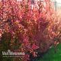 Berberis atropurpurea