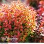 Berberis thunbergii f. atropurpurea 'Admiration'