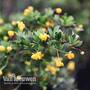 Berberis buxifolia 'Nana'