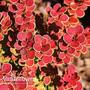 Berberis thunbergii 'Orange Sunrise'
