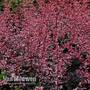 Berberis thunbergii f. atropurpurea 'Harlequin'