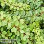 Pachysandra terminalis 'Green Carpet'