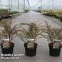 Berberis thunbergii 'Natasza'