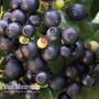 Blueberry BerryBux®