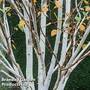 Betula utilis 'Jacquemontii'