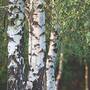 Silver birch (Hedging)