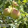 Pear 'Beurr' Hardy'