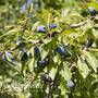 Blackthorn Hedging