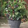 Blackberry 'Opal' (Dwarf)
