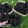 Blackberry Black Butte