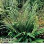 Blechnum spicant