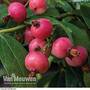 Blueberry 'Pink Sapphire'™