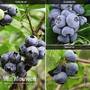 Blueberry 'Full Season Collection'