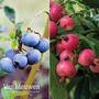 Blueberry Colour Duo
