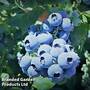 Blueberry (Vaccinium) 'Megasblue'