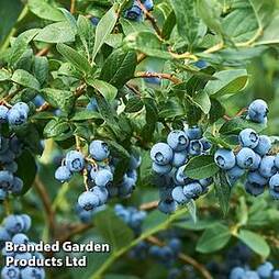 Blueberry 'Osorno'