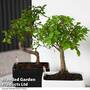 Bonsai Mix In Easy Care Pot