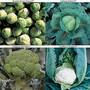 Brassica Clubroot Collection