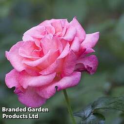 Rose 'Breeder's Choice Pink'
