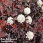 Physocarpus opulifolius 'Brown Sugar'