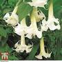 Datura metel 'Double White Lady'