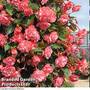 Begonia 'Sweet Spice English Rose'