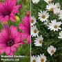 Osteospermum Hardy Duo