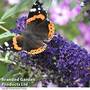 Buddleja 'Buzz' Collection'