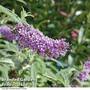 Buddleja 'Buzz' Lavender?