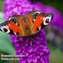 Buddleja davidii 'Harlequin'