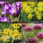 Spring Flowering Bulb Bonanza Collection