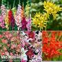 Summer Flowering Bulbs Collection
