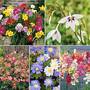 Summer Bulb Collection