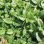 Basil 'British Basil'