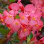 Begonia 'Whopper Mix'