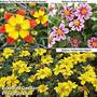 Bidens Collection