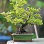 Bonsai Japanese Elm - Gift