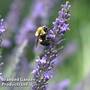 Lavender 'Phenomenal'