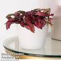 Hypoestes phyllostachya 'Red'