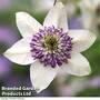 Clematis florida 'Sieboldii'