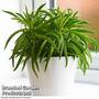 Peperomia 'Nevada'