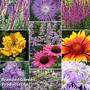 Nurseryman's Choice Perennial Cottage Garden
