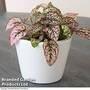 Pink Polka Dot Plant (House plant)