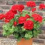 Geranium 'Grandeur Red'