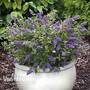 Buddleja 'Blue Chip' (Large Plant)